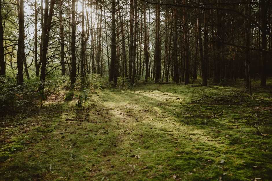 Are nightmares a sign of trauma?