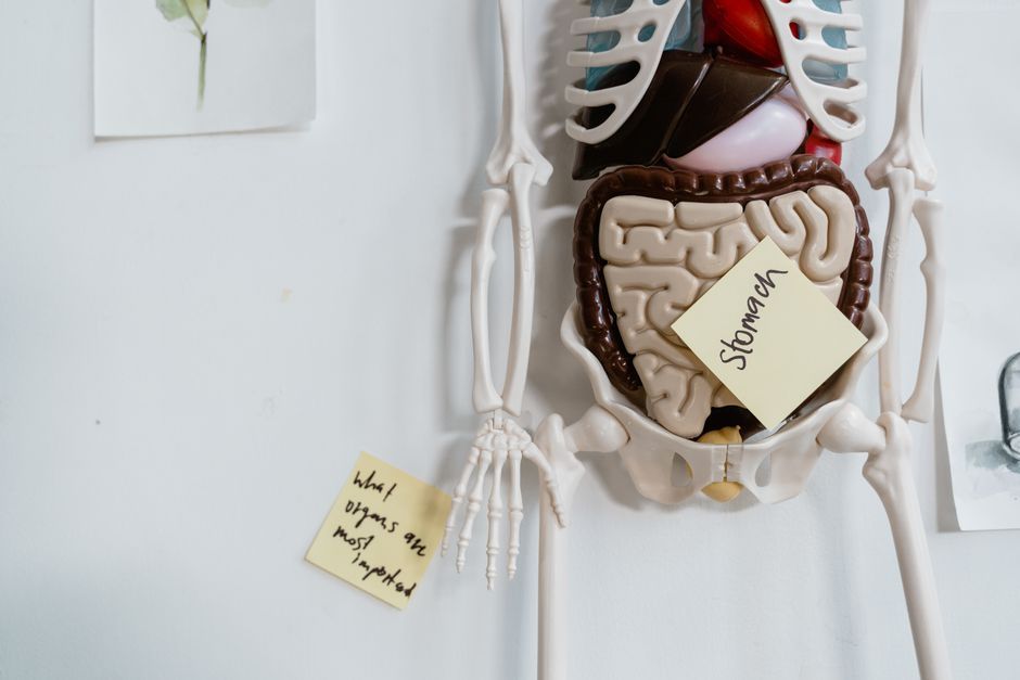 Why does a braced nervous system disrupt digestion?