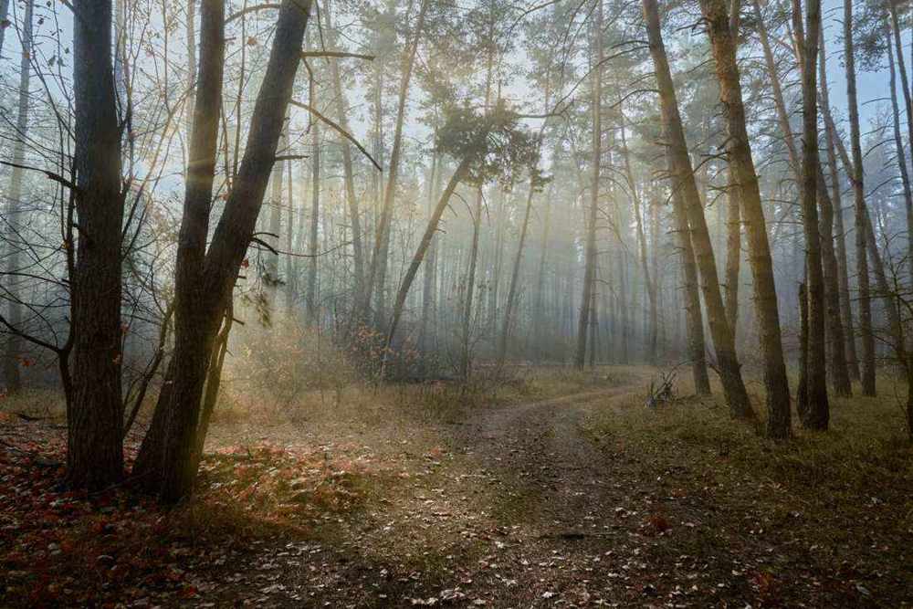 Quiet path through trees, stepping aside from the noise to search the soul