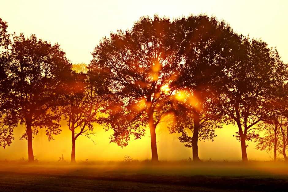 What are the four stages of healing?