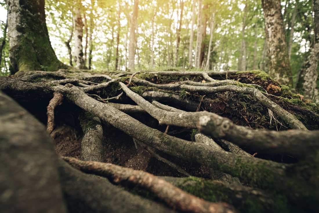 Deep tree roots anchoring into the earth, the wind that shapes the roots