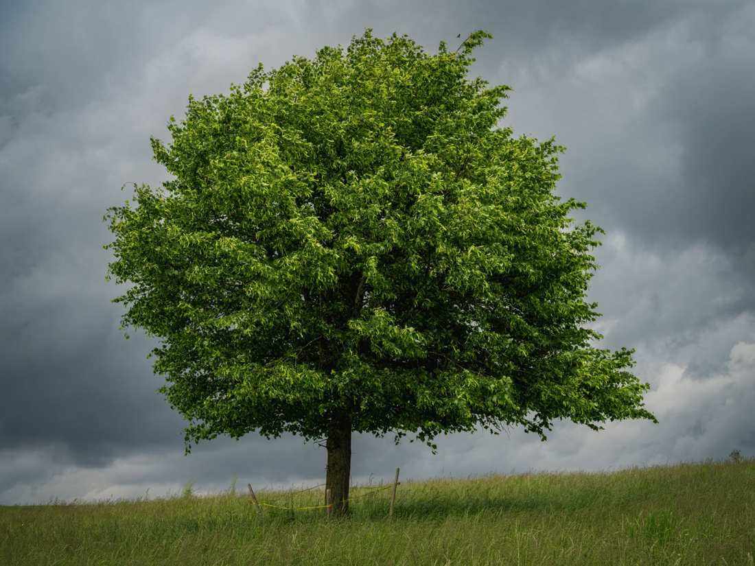 Great oak tree straining in the wind