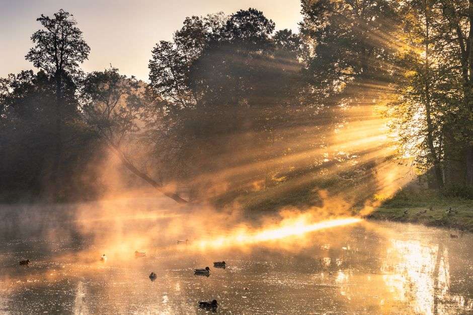 What helps brain fog gently?
