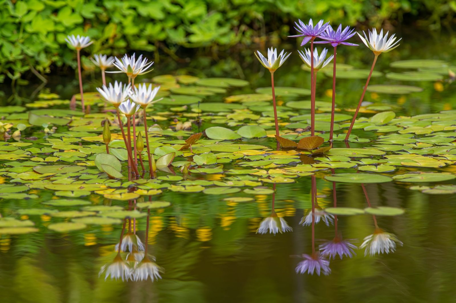 Reflections drifting across a still lily pond