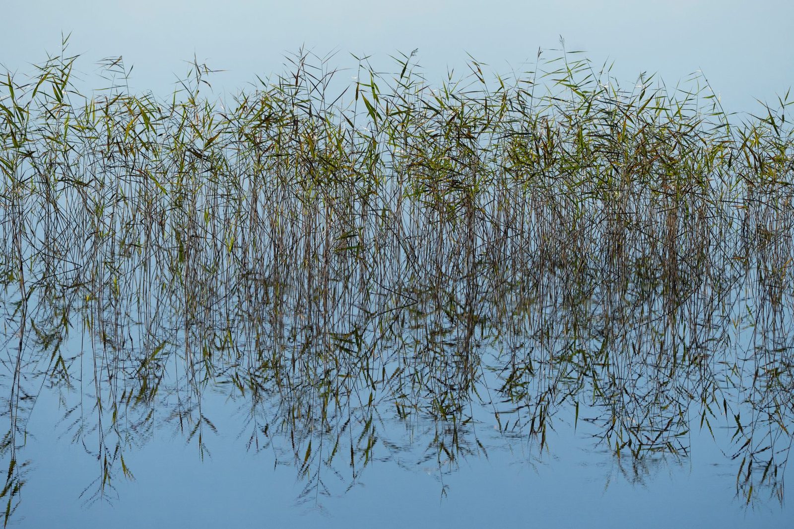 Slender reeds standing in quiet water