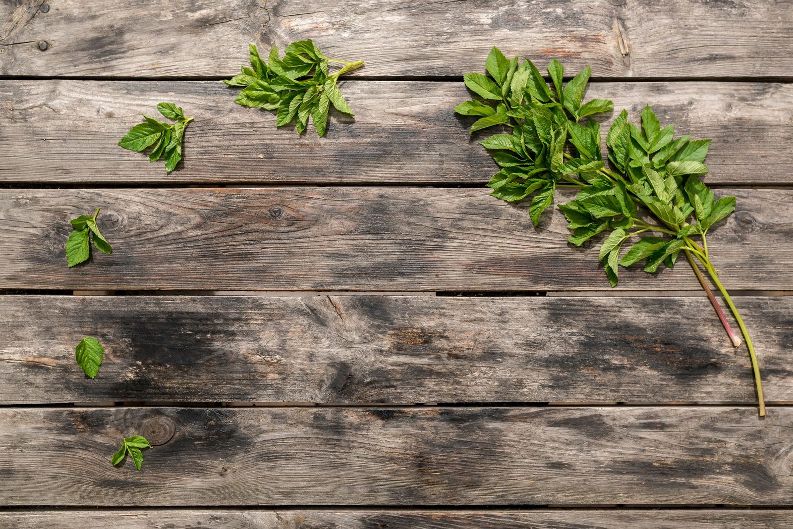 Fresh green culinary herbs laid out on a pale surface