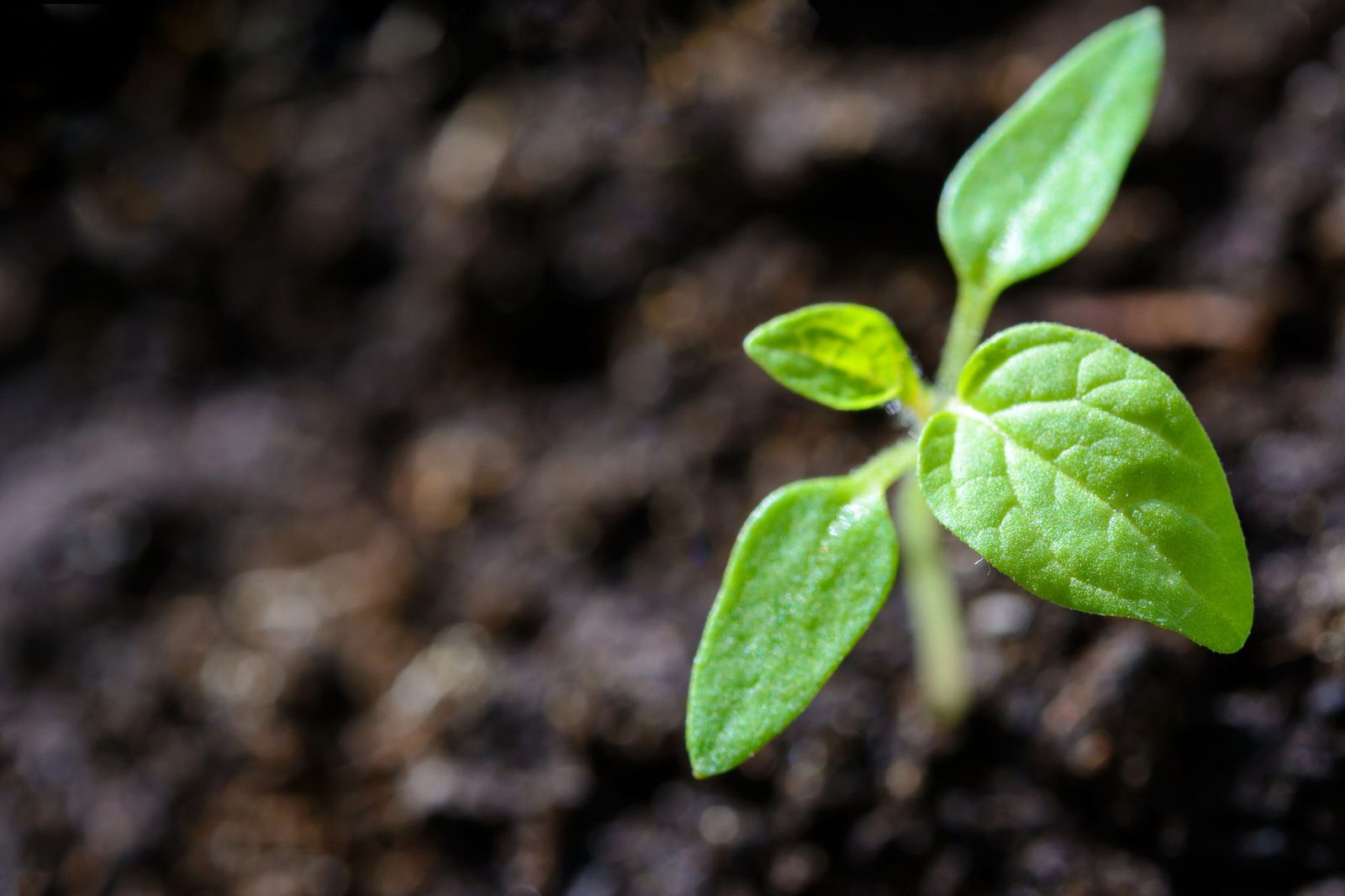 A young seedling opening its first leaves in dark soil