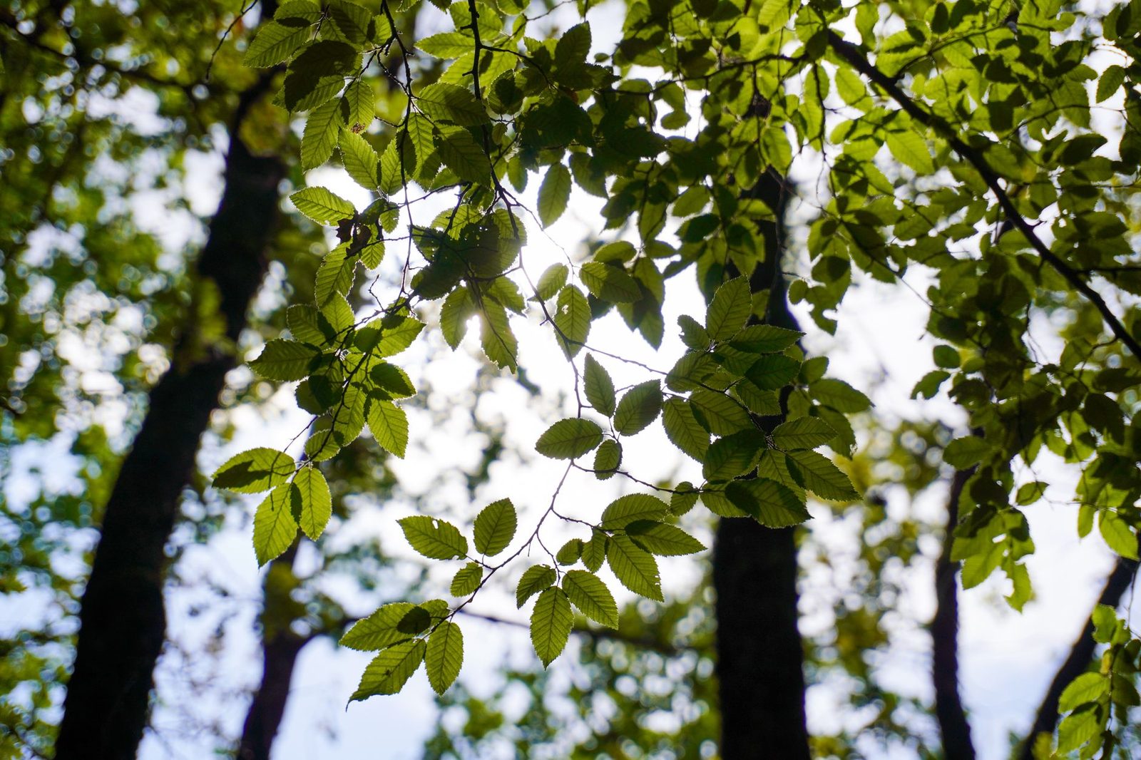 Morning light filtering through fresh green leaves