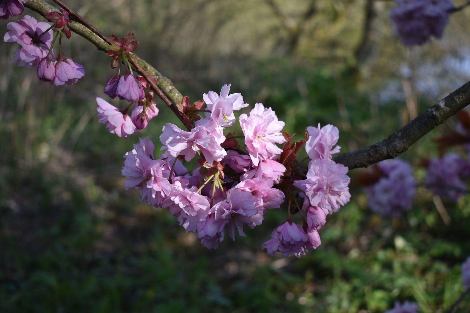 Soft pink blossom on a bare spring branch