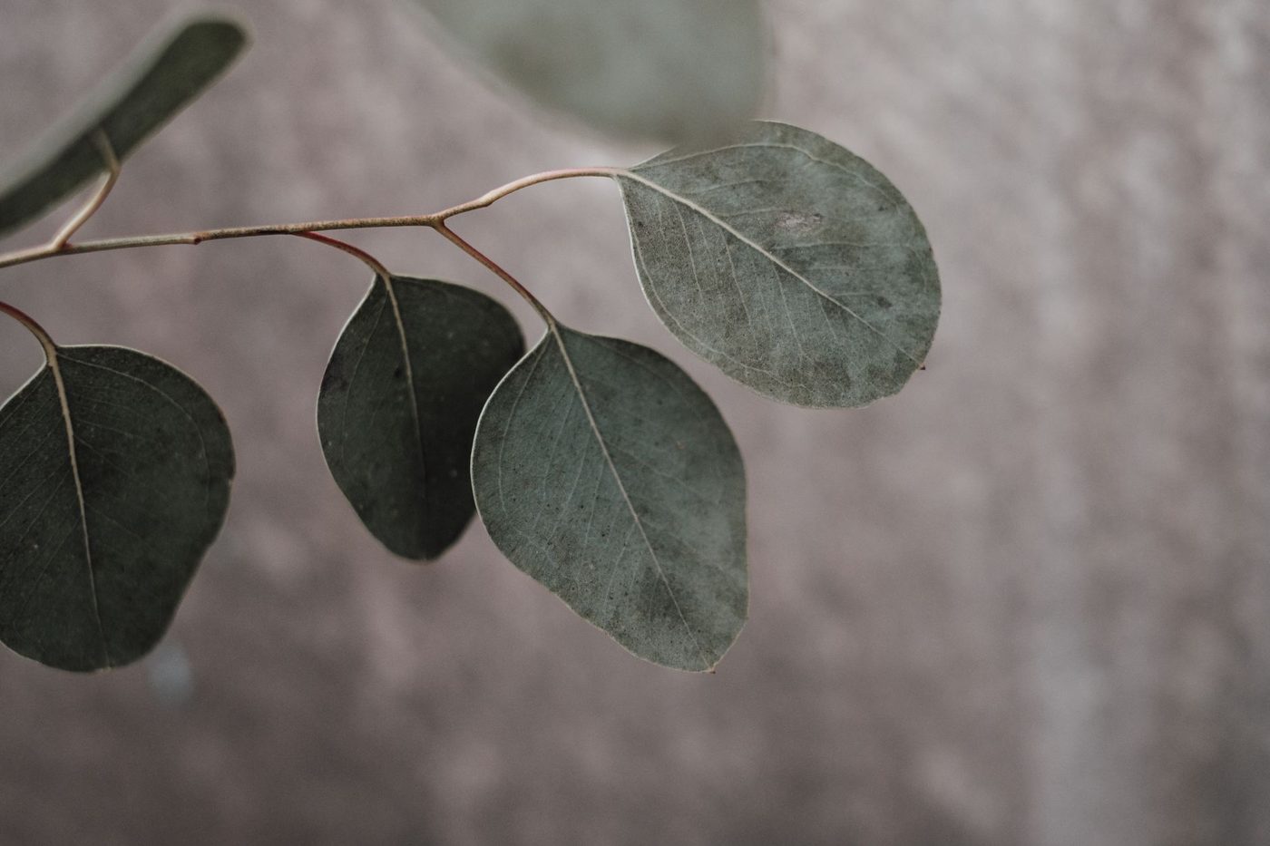A soft eucalyptus branch, its sage-green leaves resting against a muted, calming background