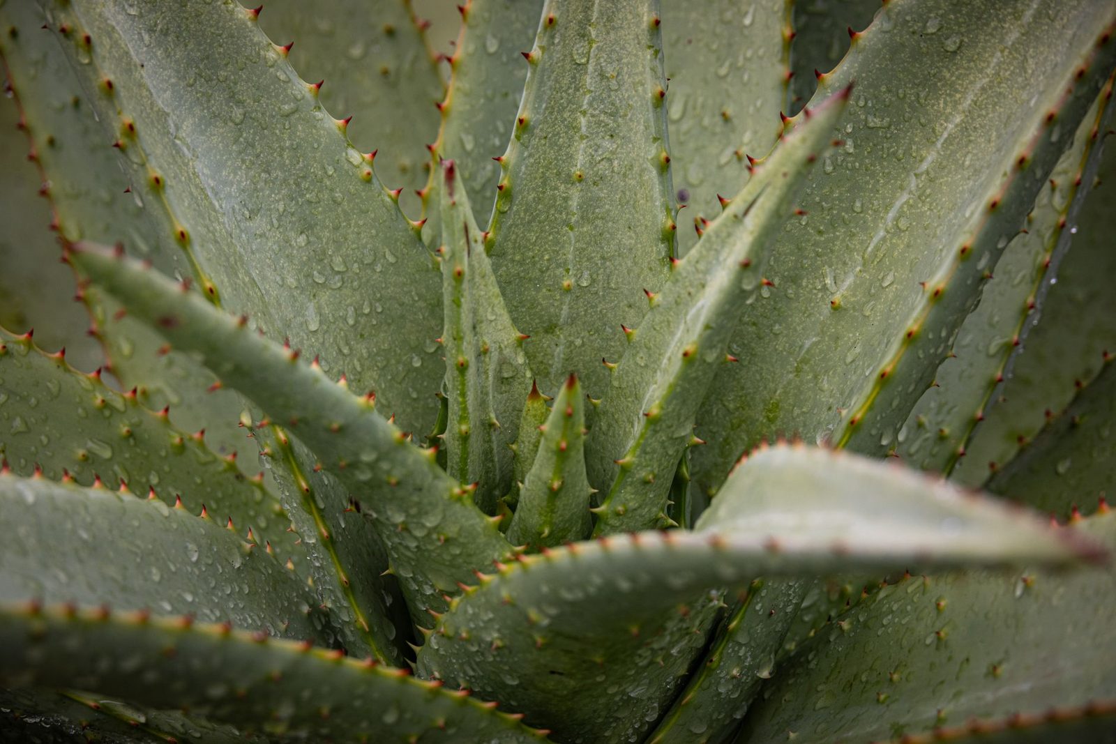 Close view of a fresh aloe vera plant