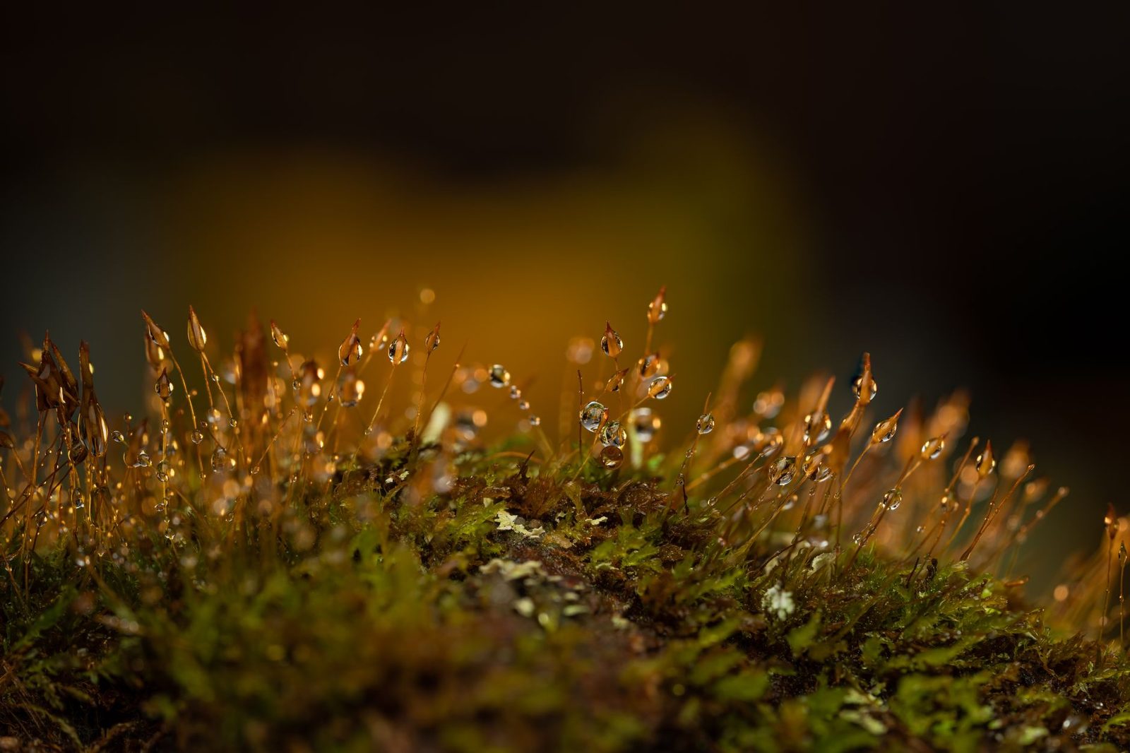 Dew beading on a cushion of green moss