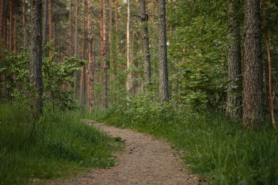 A quiet path winding through a softly lit wood