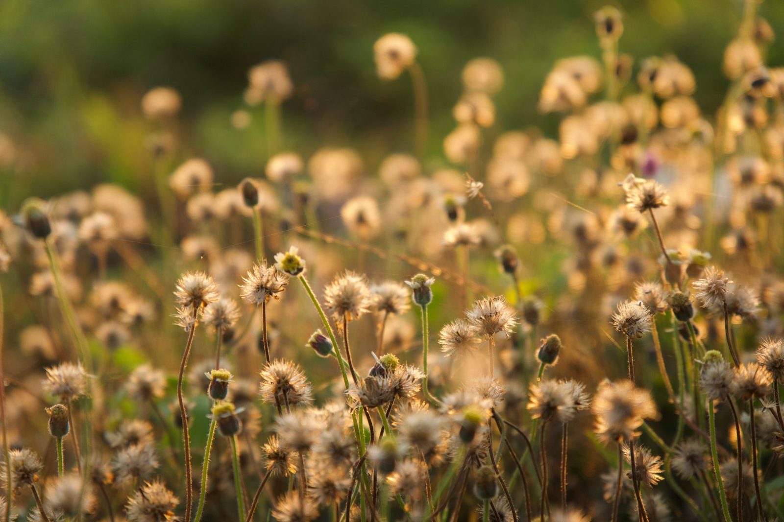 Seedheads catching warm golden light in an open field