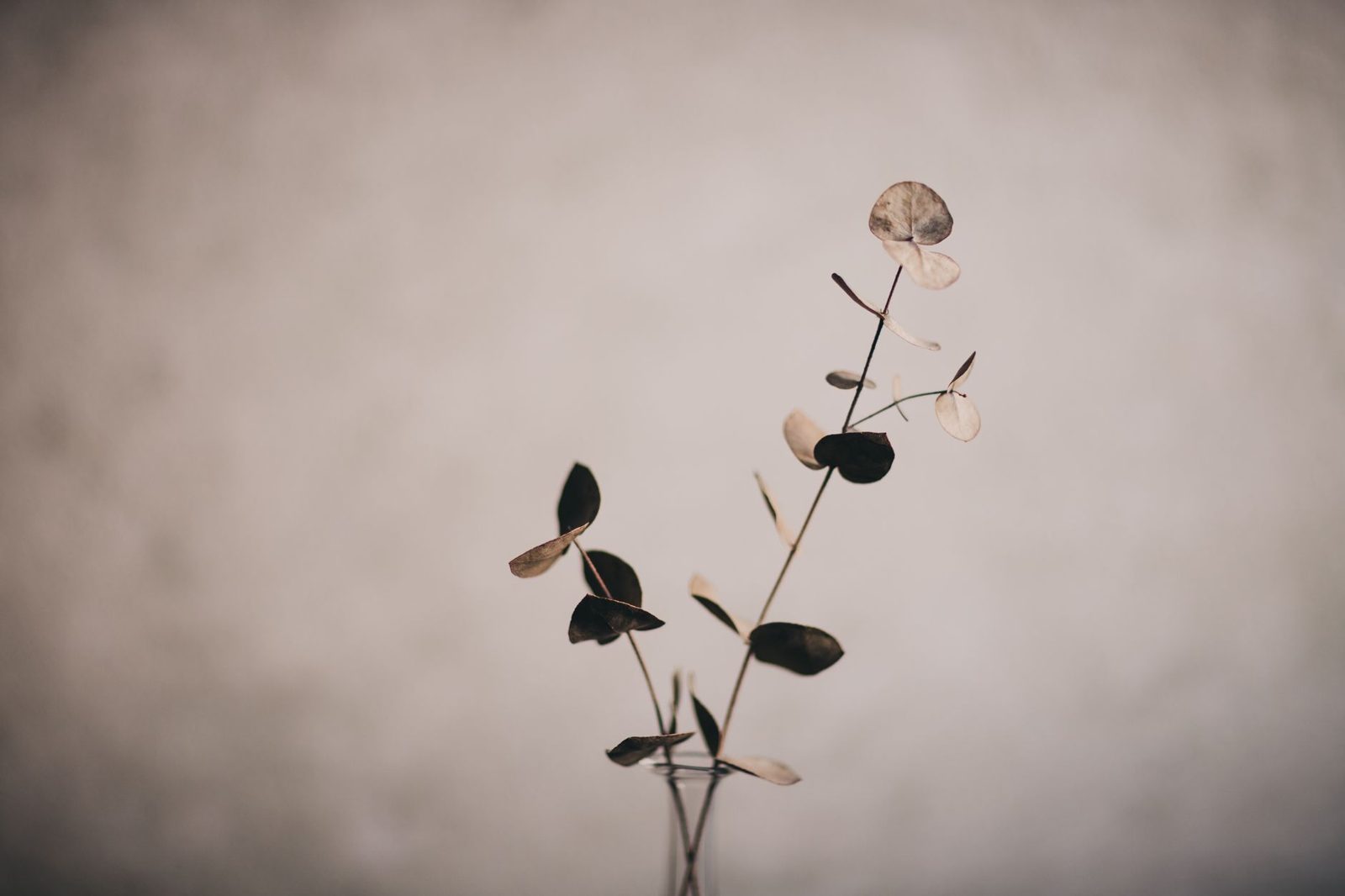 Round eucalyptus stems in a glass vase