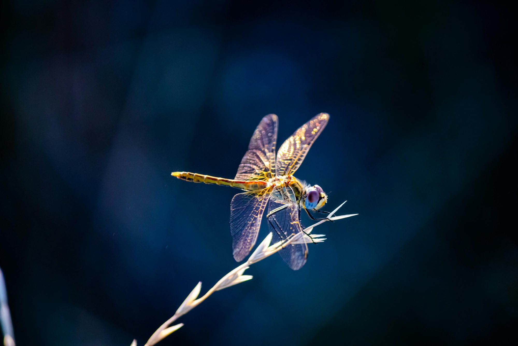 Dragonfly resting on a grass stem